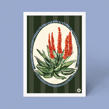 Load image into Gallery viewer, Aloe