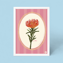 Load image into Gallery viewer, Pin Cushion Protea