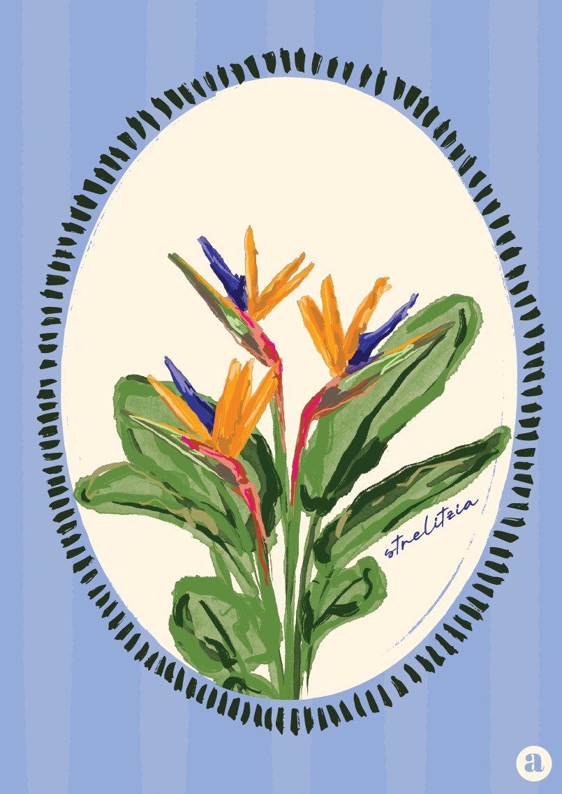 Strelitzia Flower