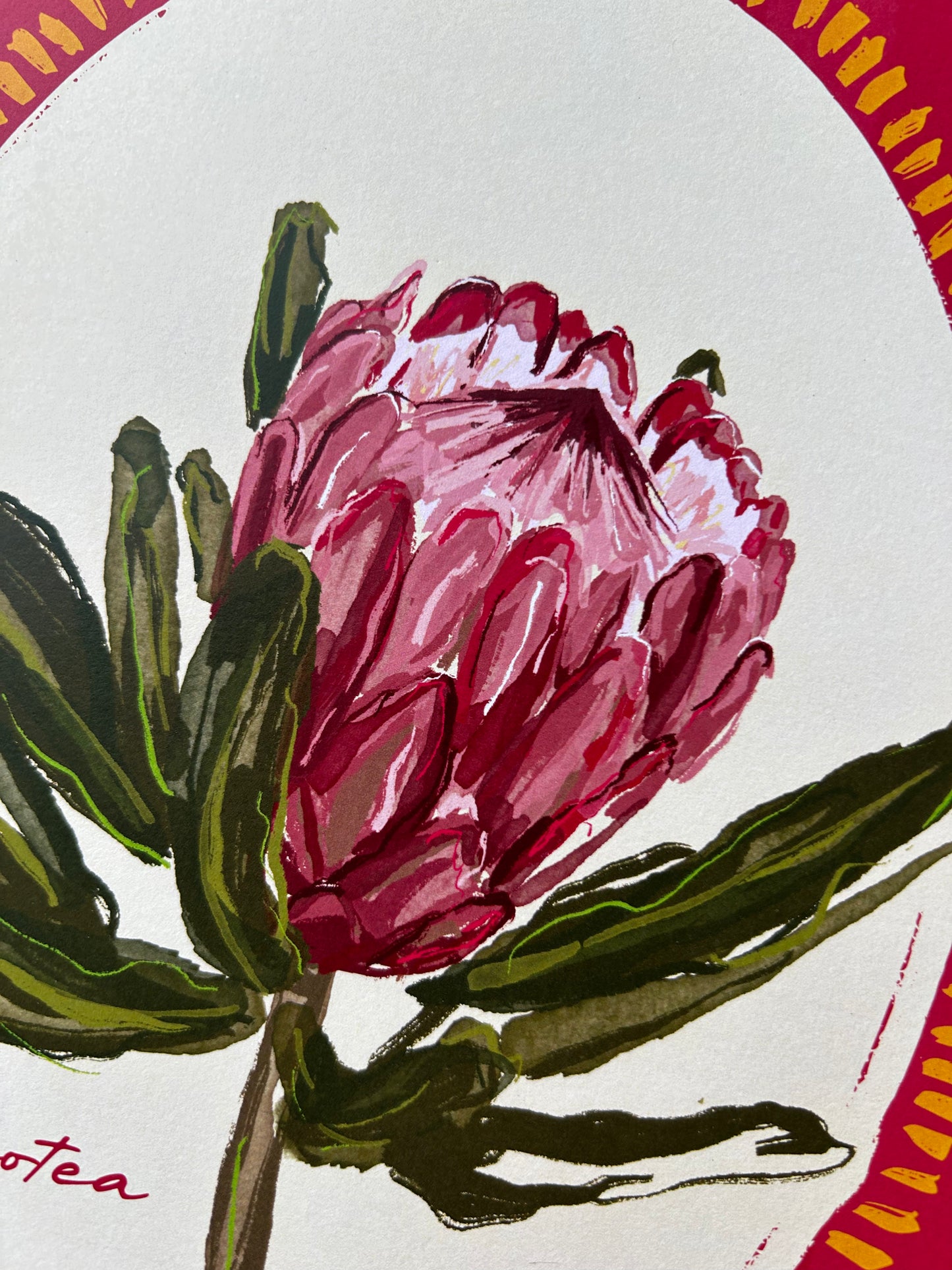Protea