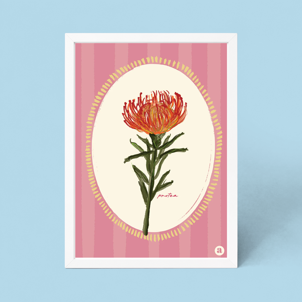 Pin Cushion Protea